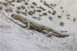 Image description is not available for 2000.5.1